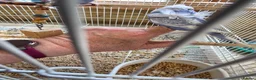 Budgerigars birds for sale: Baby Helicopter Budgies  - Advert 7