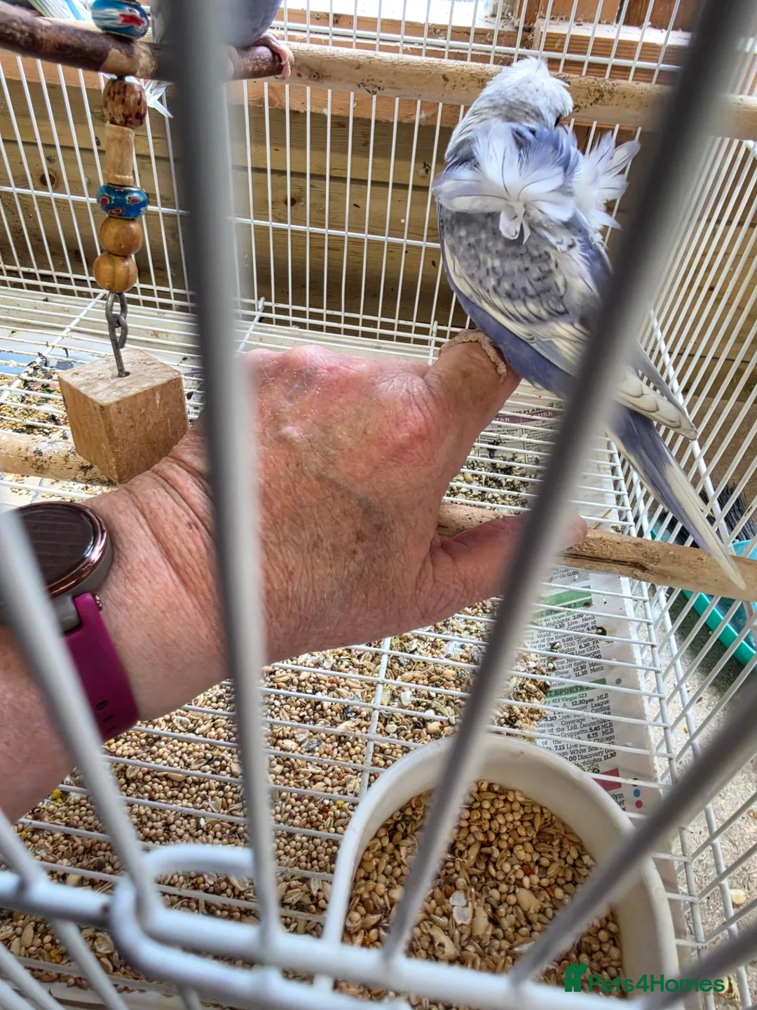 Budgerigars birds for sale: Baby Helicopter Budgies  - Advert 7