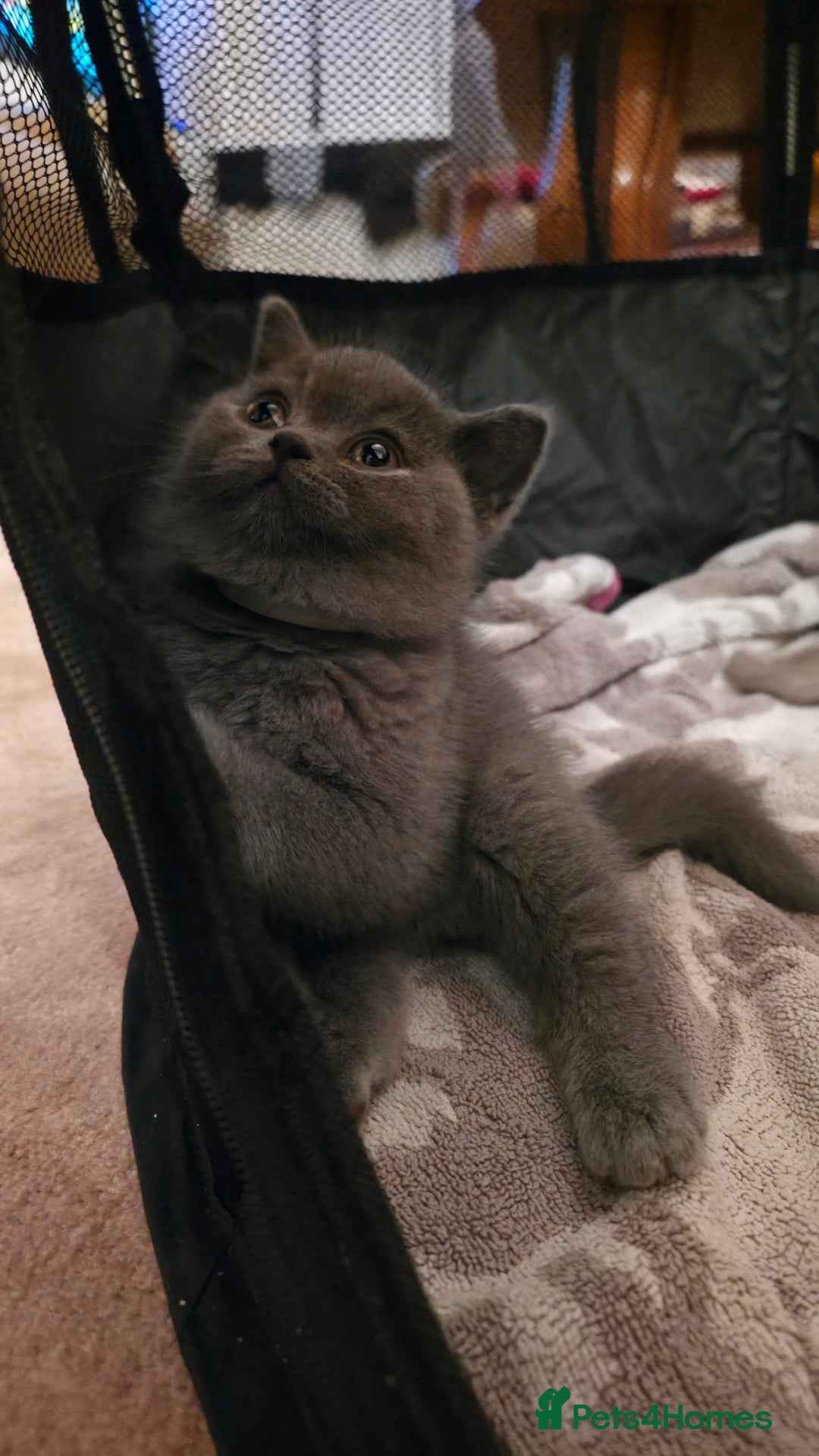 British Shorthair cats for sale: British Shorthair Pedigree Kittens - Lilac & Blue - Image 3