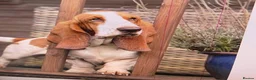 Basset Hound dogs for sale: KC Registered Litter *Due 20th August* - Advert 8