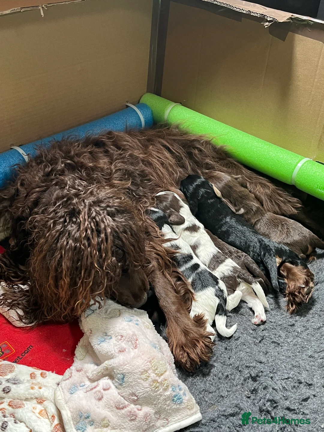 Cocker Spaniel dogs for sale: Working Cocker Spaniel Puppies for Sale in Droitwich - Advert 3