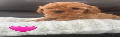 Maltipoo 3