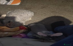 Flemish rabbits for sale: Pure flemish  - Image 7