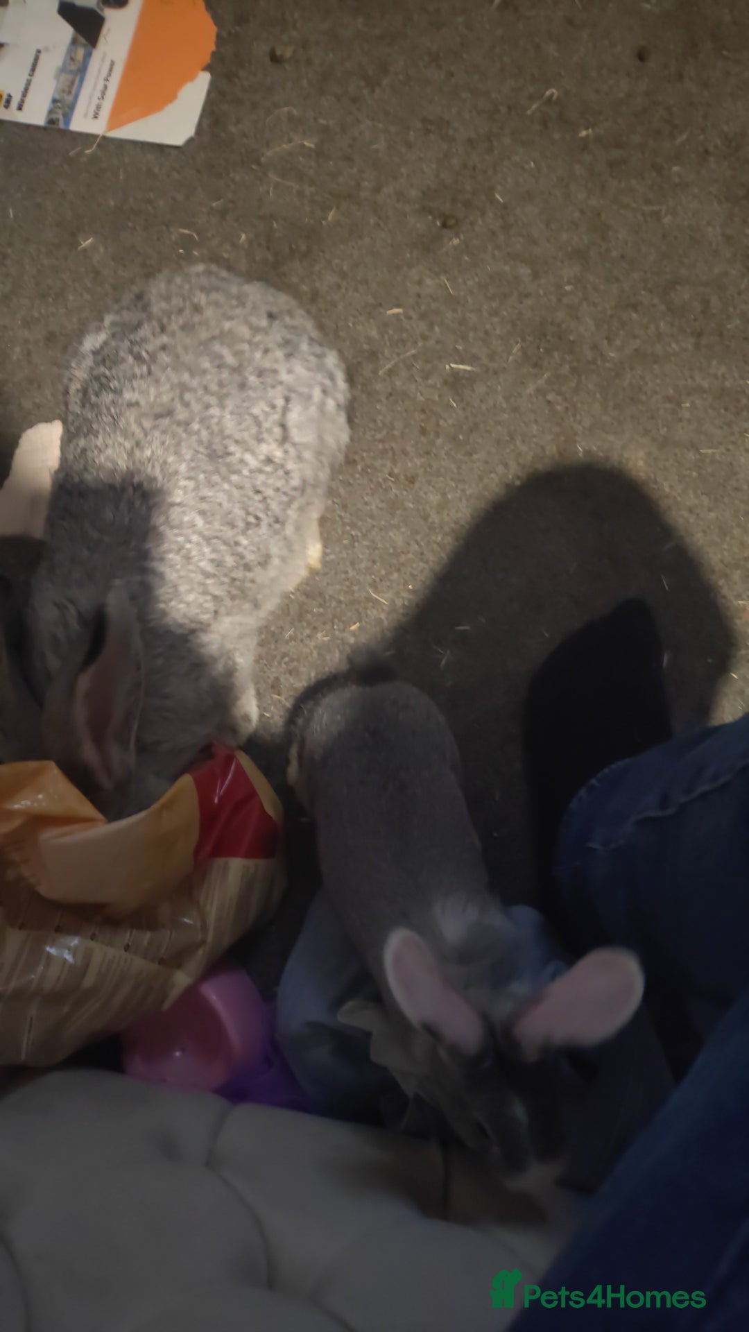 Flemish rabbits for sale: Pure flemish  - Image 7