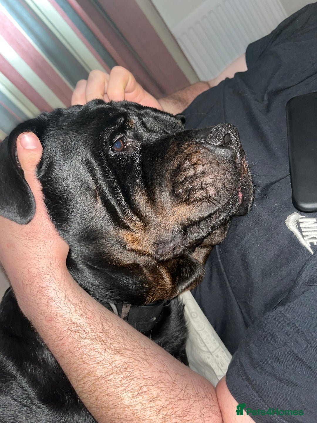 Rottweiler dogs for sale: Tank, 4yrs old full breed beautiful loyal dog!  - Image 9