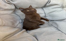 British Shorthair cats for sale: Ready British Shorthair Chunky Kittens - Image 21