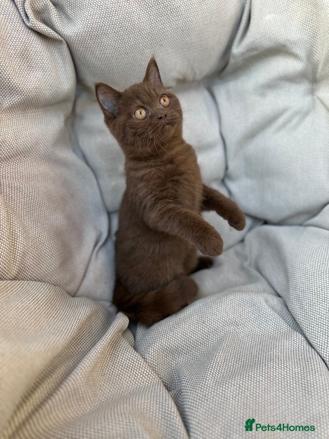 British Shorthair cats for sale: Ready British Shorthair Chunky Kittens - Image 21