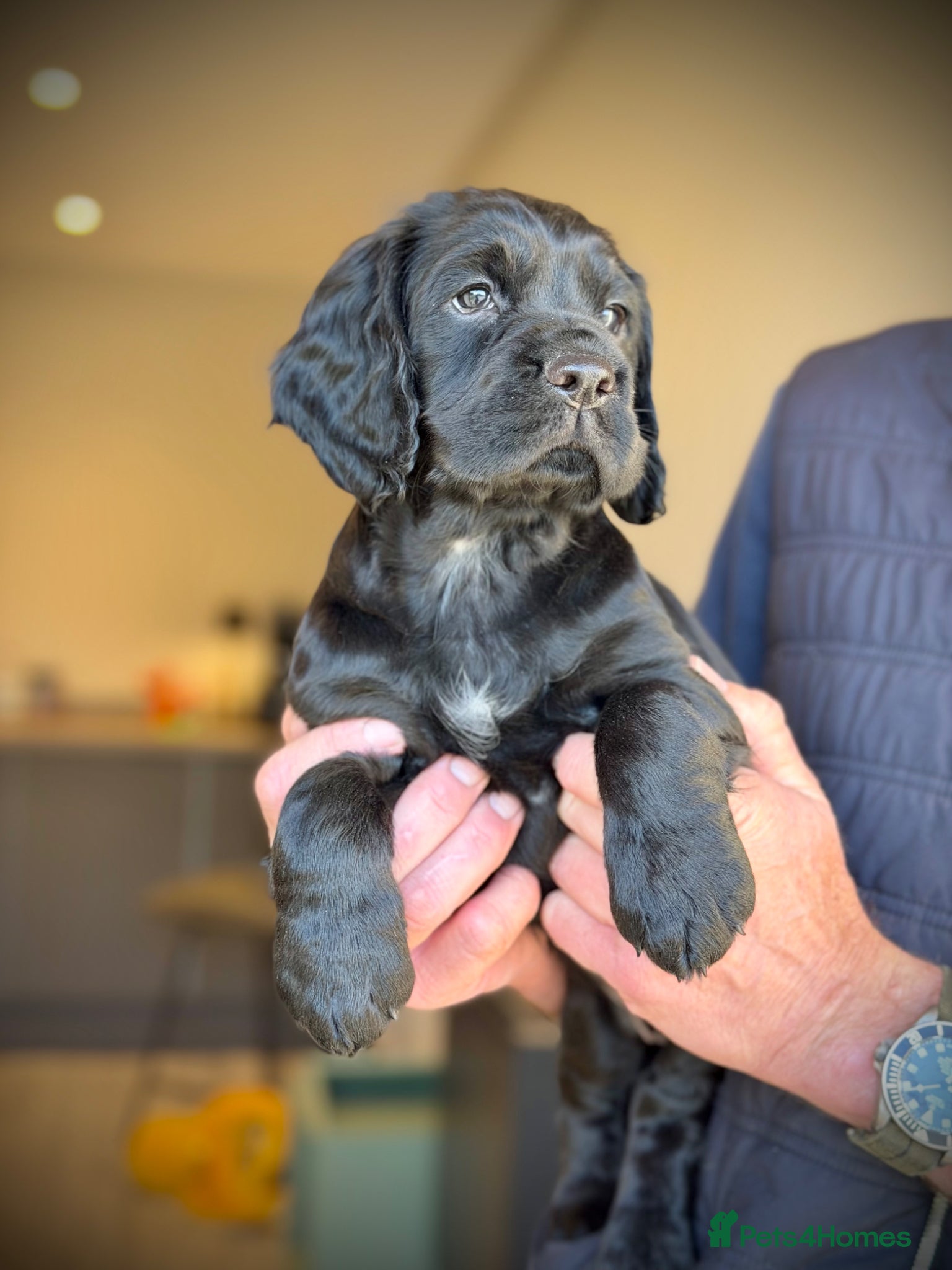 Cocker Spaniel dogs KC REGISTERED COCKER SPANIEL PUPPIES  - Advert 3