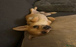 Chihuahua dogs for sale: Beautiful sweet Chihuahua for sale  - Image 7