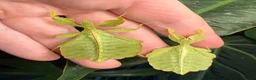 Stick Insects invertebrates for sale: Leaf insects (phyllium philippinicum) stick insect - Advert 9