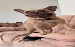 French Bulldog dogs for sale: Forever home needed for female French bulldog - Image 2
