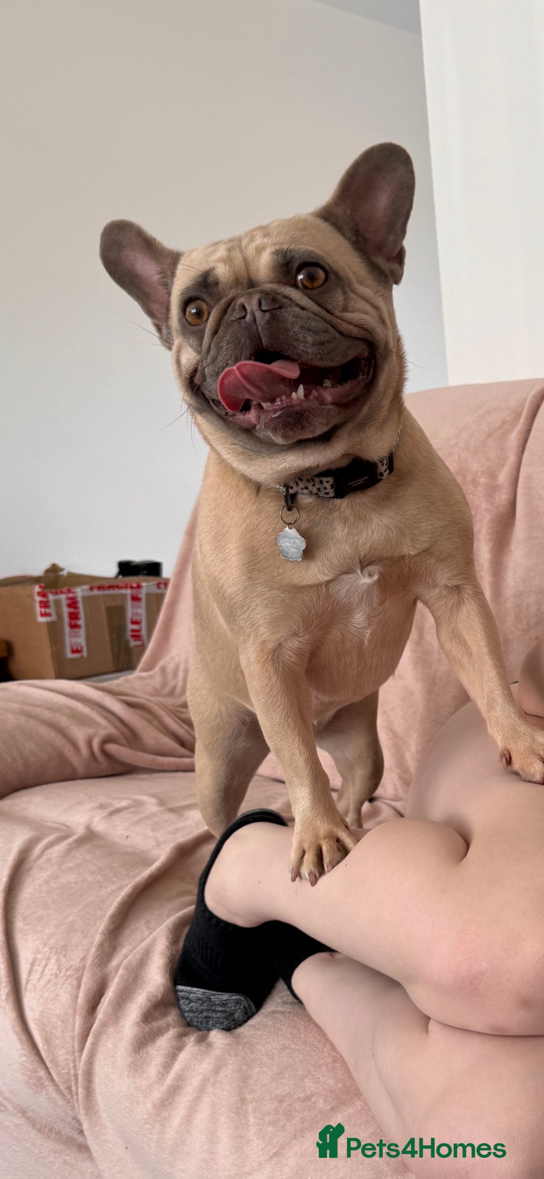 French Bulldog dogs for sale: Forever home needed for female French bulldog - Image 2