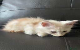 Maine Coon cats for sale: Maine Coon Cross Kittens  - Image 13