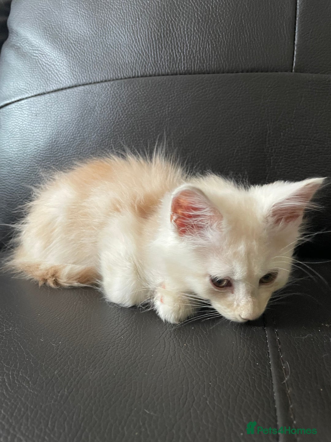 Maine Coon cats for sale: Maine Coon Cross Kittens  - Image 13