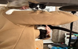 Mixed Breed cats for sale: Kittens 2 males 1 female for sale  - Image 10
