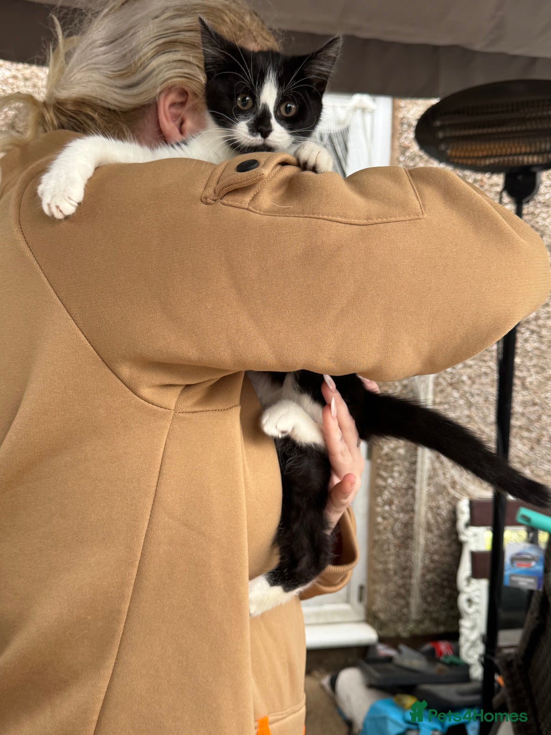 Mixed Breed cats for sale: Kittens 2 males 1 female for sale  - Image 10
