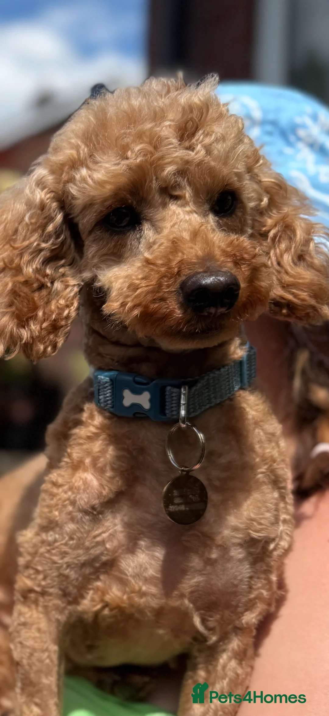 Mixed Breed dogs for sale: Two beautiful mini schnoodle pups - Advert 8