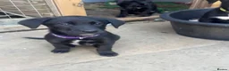 Borador dogs for sale: Beautiful Borodor’s  - Advert 9