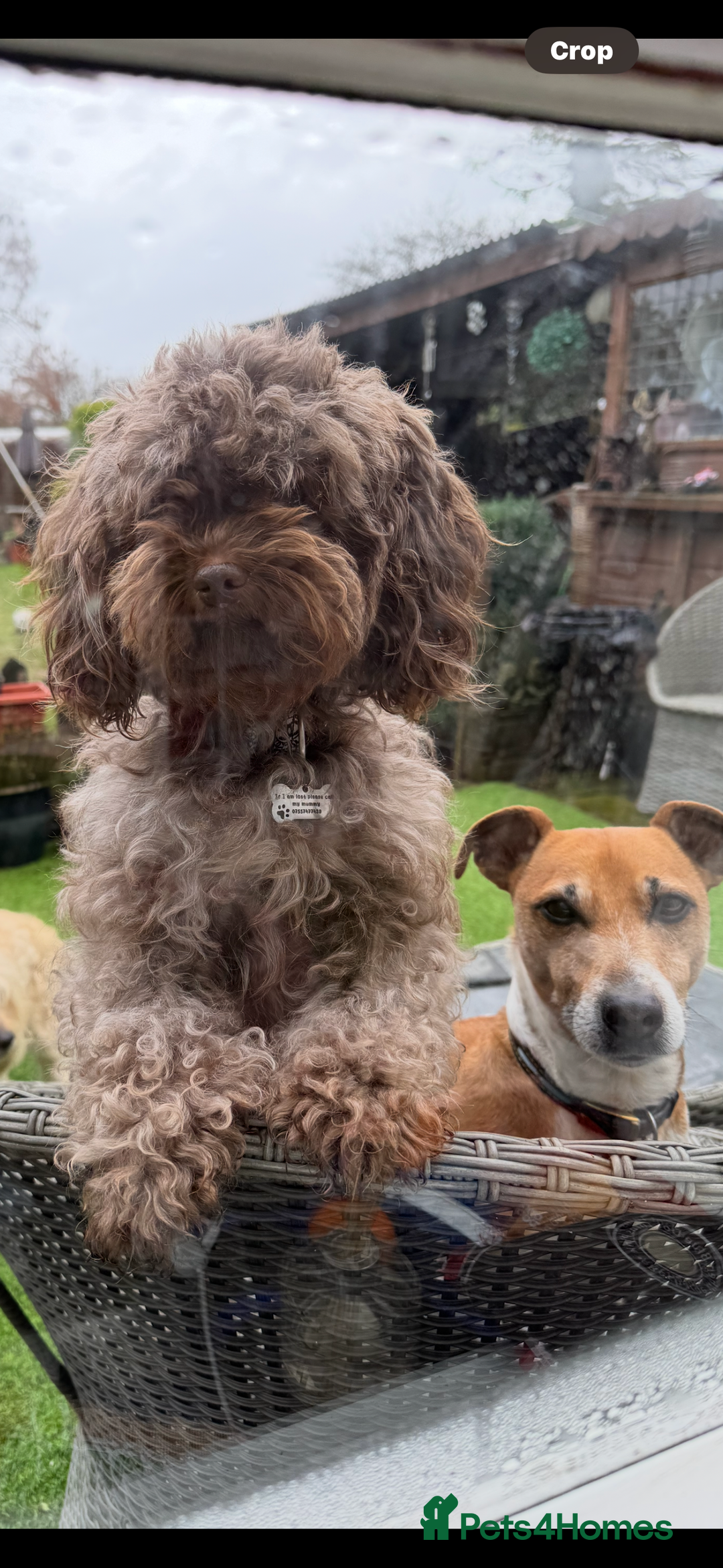 Mixed Breed dogs for sale: Shih-poo x Jack Russell Puppys - Advert 4