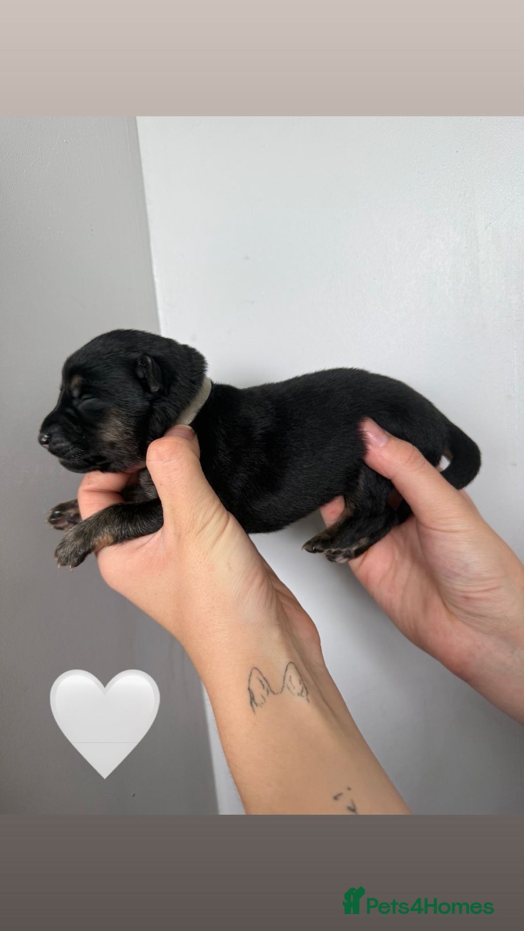 German Shepherd dogs for sale: Stunning German Shepherd/Utonagan Puppies  - Image 24