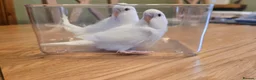 Budgerigars birds for sale: Gorgeous Baby Budgies - Advert 8