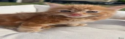 Mixed Breed cats for sale: Cats for sale  in Harlow - Advert 7