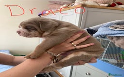 Olde English Bulldogge dogs for sale: Old English bulldog puppies - Image 8