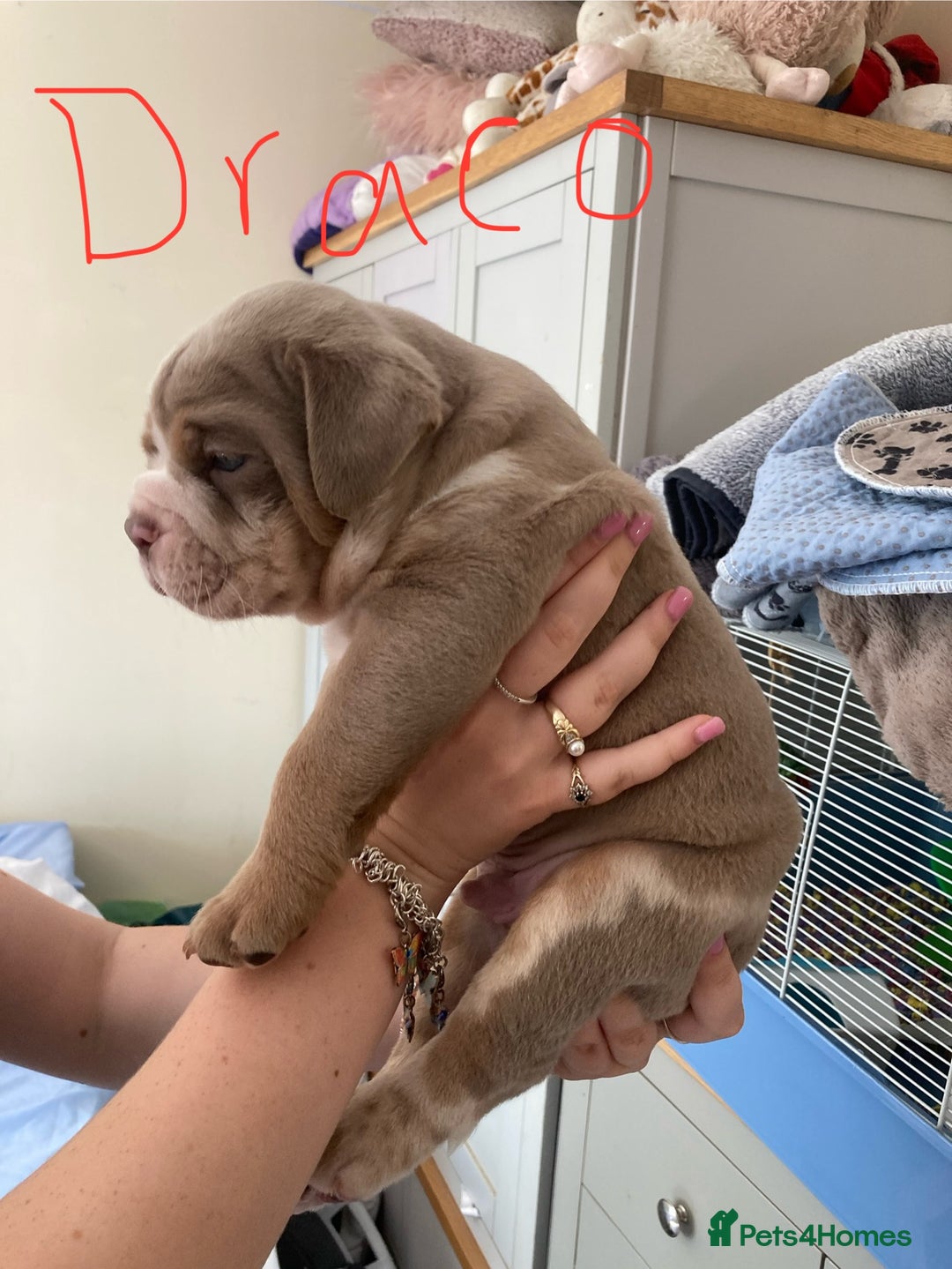 Olde English Bulldogge dogs for sale: Old English bulldog puppies - Image 8