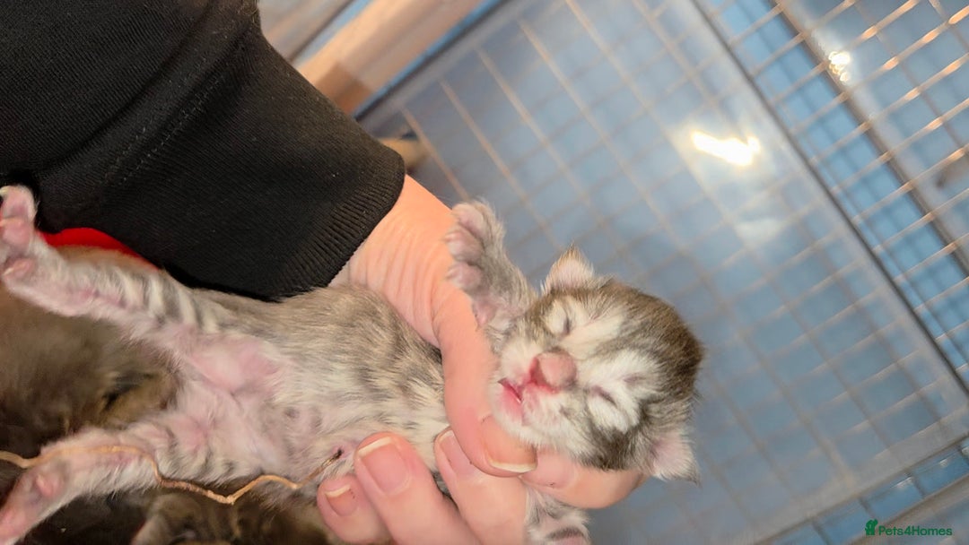 Maine Coon cats for sale: Tica maine coon kitten  - Advert 15