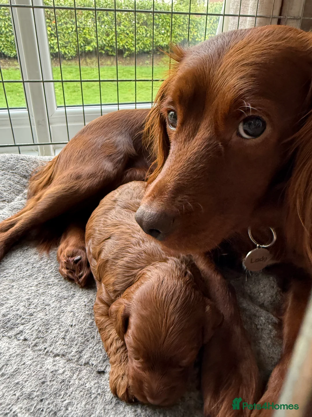 Cockapoo dogs for sale: Female Cockerpoo  - Advert 7