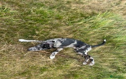 Lurcher dogs for stud: Collie x Whippet Stud  - Image 14