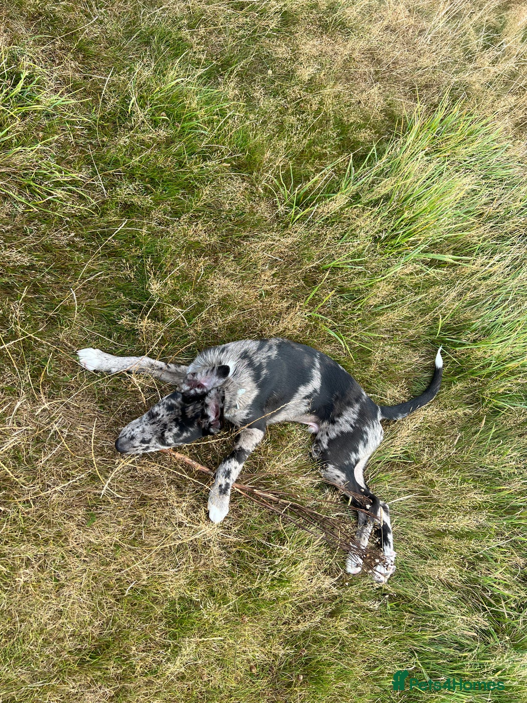 Lurcher dogs for stud: Collie x Whippet Stud  - Image 14