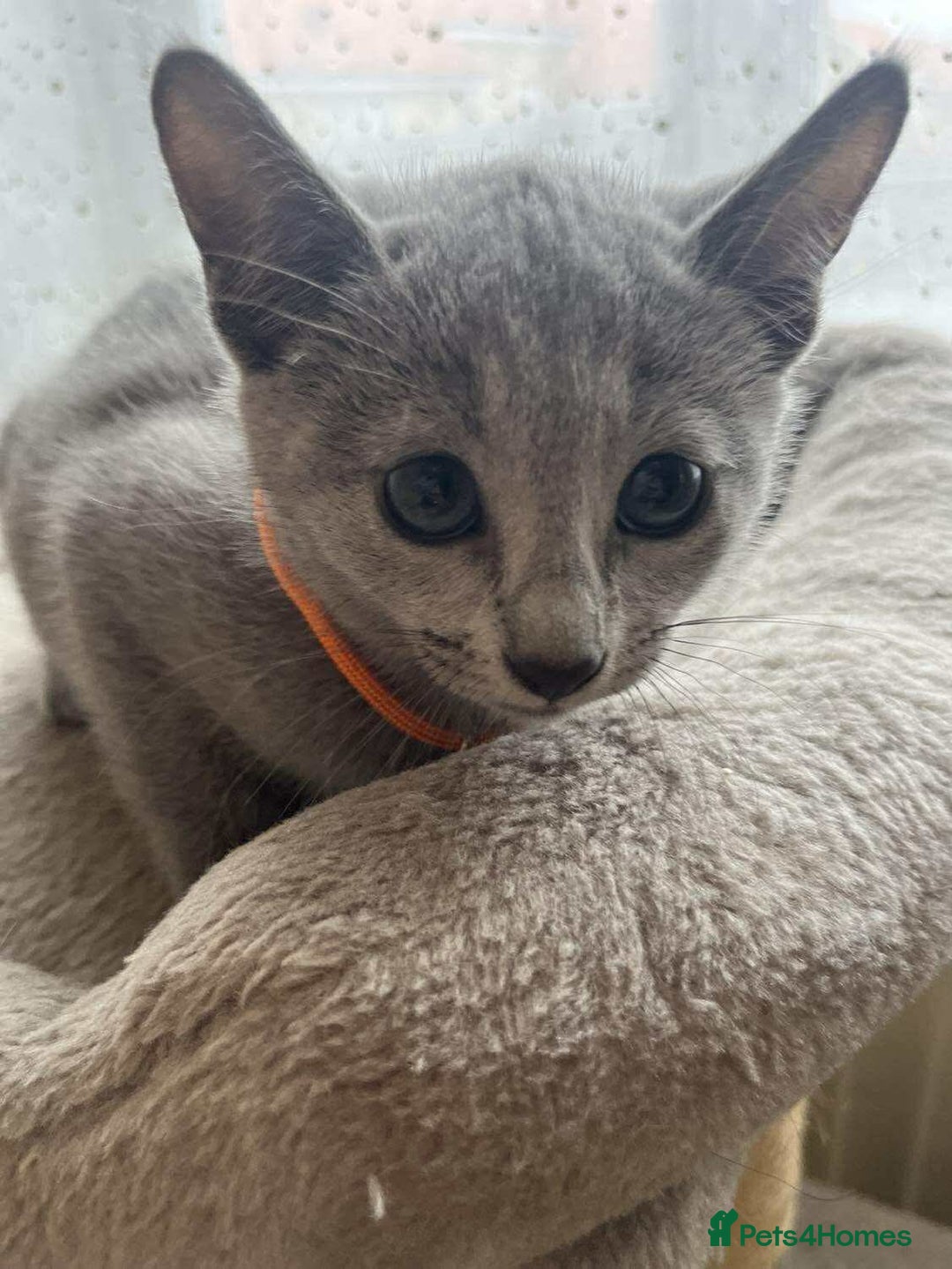 Russian Blue cats for sale: TICA REGISTERED Pure Breed Russian Blue Kittens - Image 16