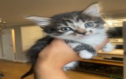 Mixed Breed cats for sale: Fluffy adorable mixed tabby! - Image 2