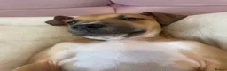 Mixed Breed dogs for sale: Greyhound cross lurcher  in Oldham - Advert 17