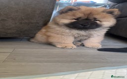 Chow Chow dogs for sale: 🤍  1 STUNNING GIRL LEFT 🐾 READY TO LEAVE 🐾 - Image 31