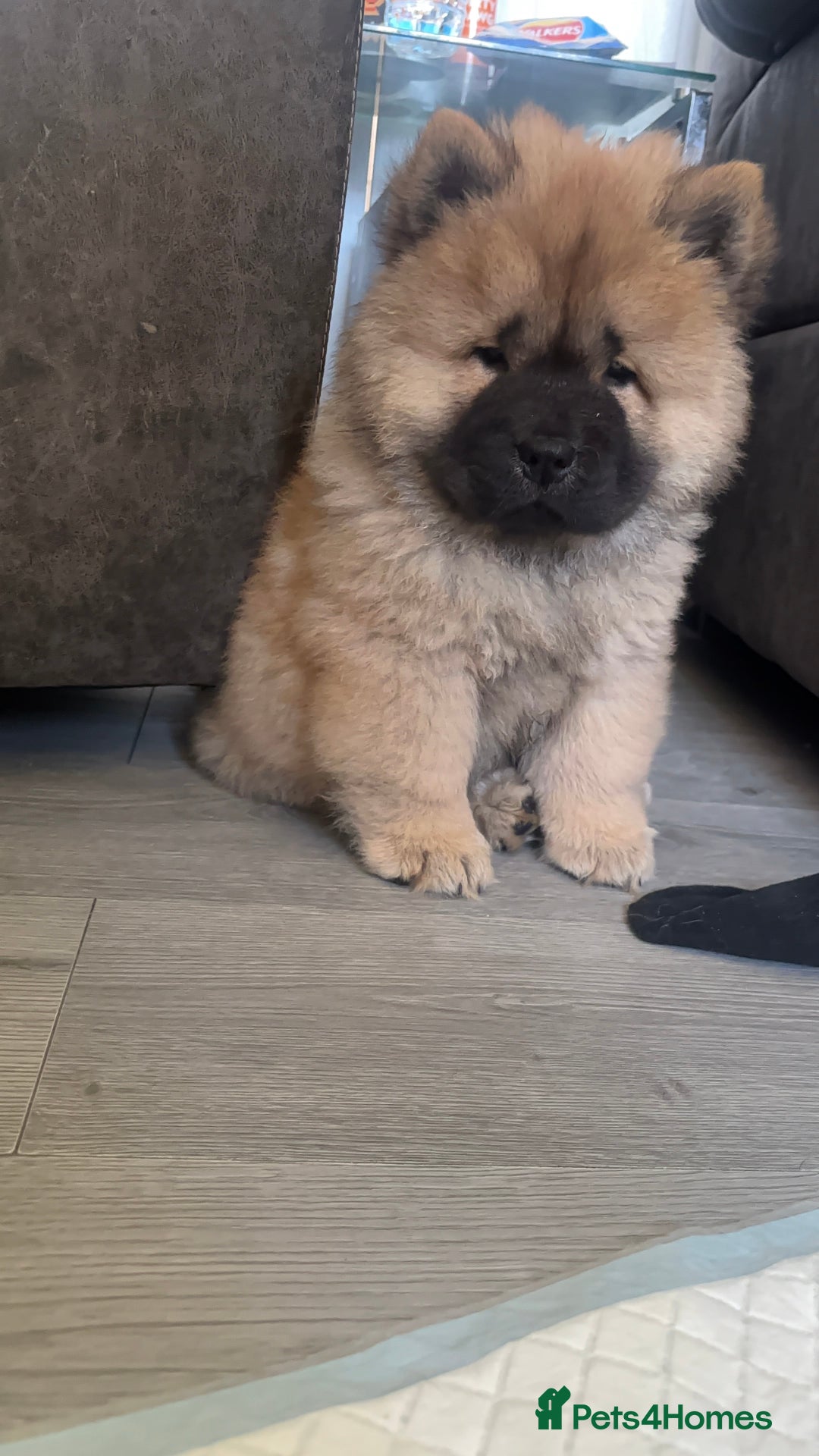 Chow Chow dogs for sale: 🤍  1 STUNNING GIRL LEFT 🐾 READY TO LEAVE 🐾 - Image 31
