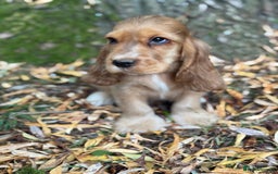 Cocker Spaniel dogs for sale: TRUE SHOW TYPE HEALTH TESTED SHOW TYPE  - Image 16
