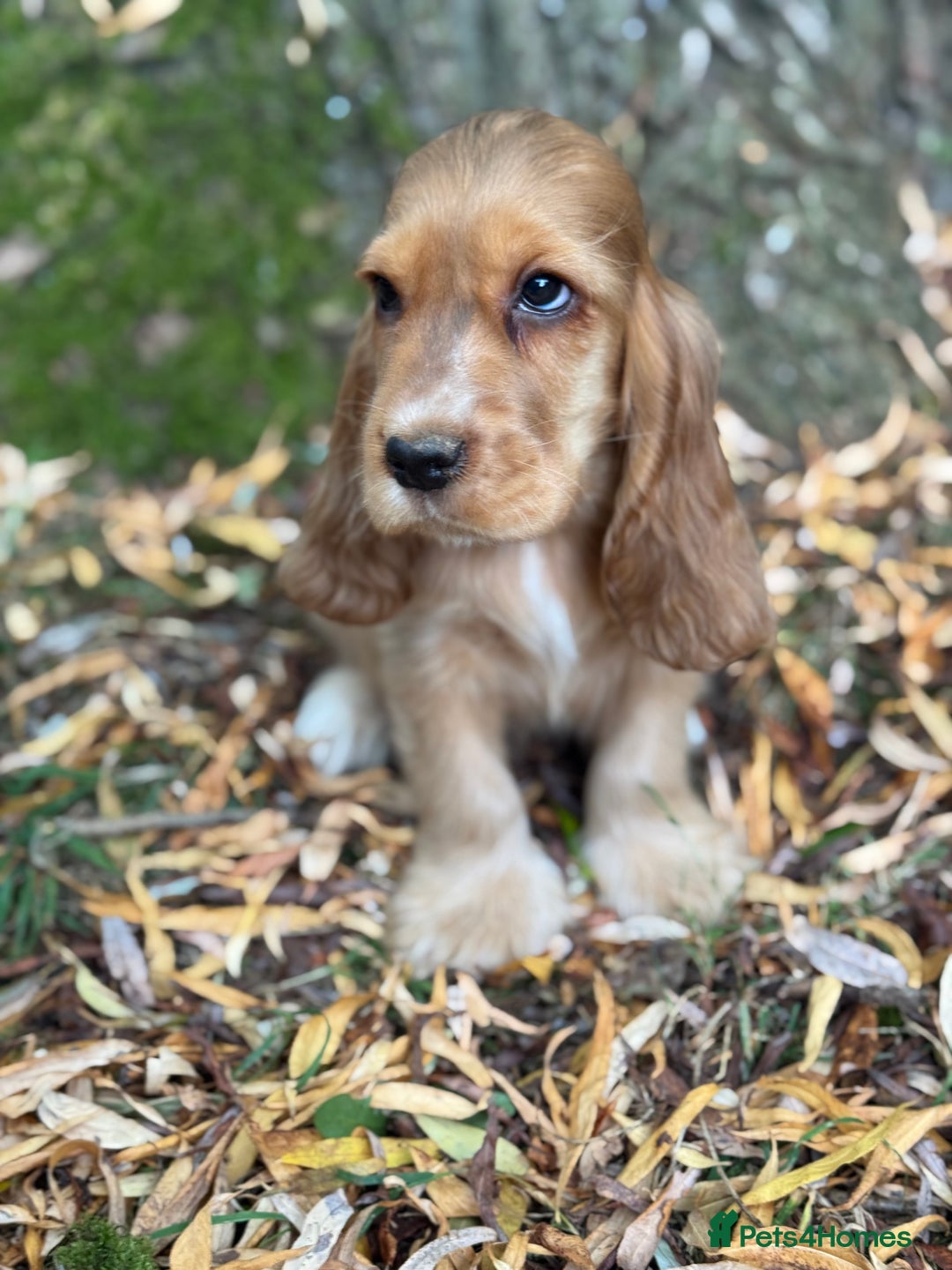 Cocker Spaniel dogs for sale: TRUE SHOW TYPE HEALTH TESTED SHOW TYPE  - Image 16