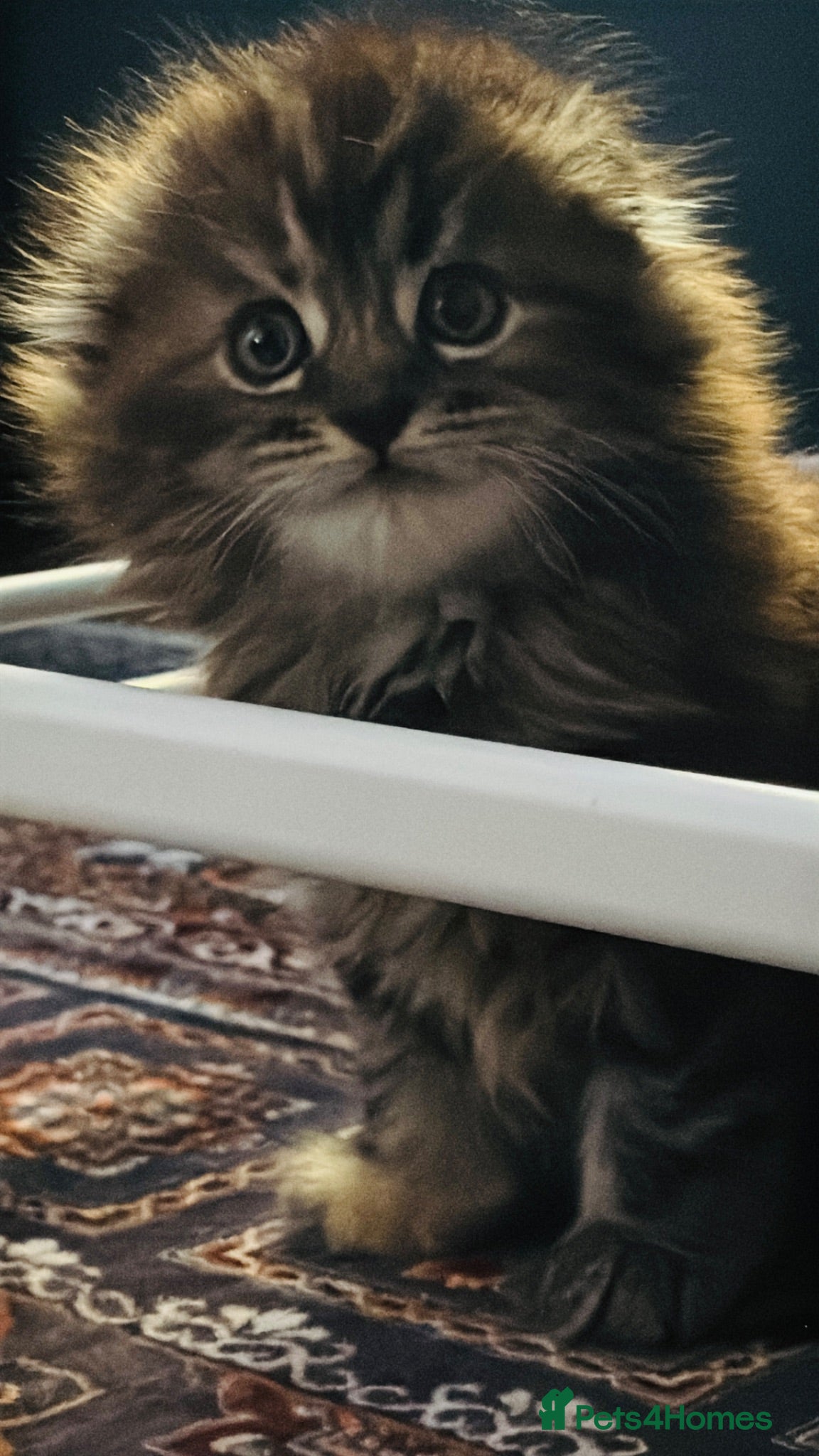 Scottish Fold cats Scotish fold long hair - Advert 18