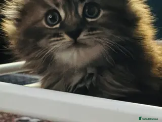 Scottish Fold cats Scotish fold long hair - Advert 18