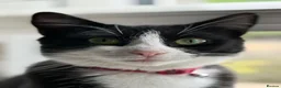 British Shorthair cats for sale: British shorthair x Mainecoon  - Advert 2