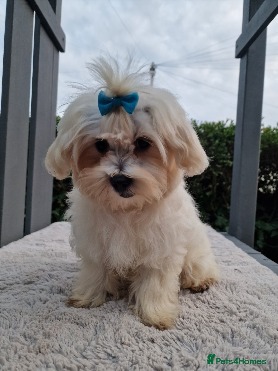 Maltipoo dogs for sale: Olivia M - Image 9