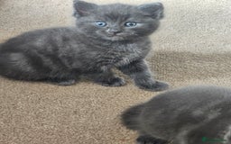 Ragdoll cats for sale: 2 grey boys half ragdoll  - Image 5