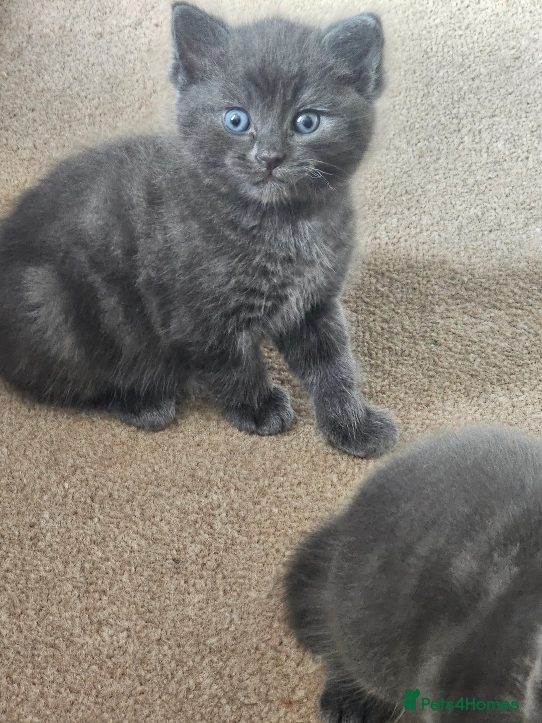 Ragdoll cats for sale: 2 grey boys half ragdoll  - Image 5