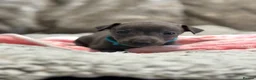 Italian Greyhound dogs for sale: 🏡 KC Italian greyhound puppies for sale 🏡 - Advert 30