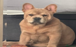 French Bulldog dogs for stud: STUNNING FRENCHIE X CHOW CHOW STUD 🐾🐶💙 - Image 1