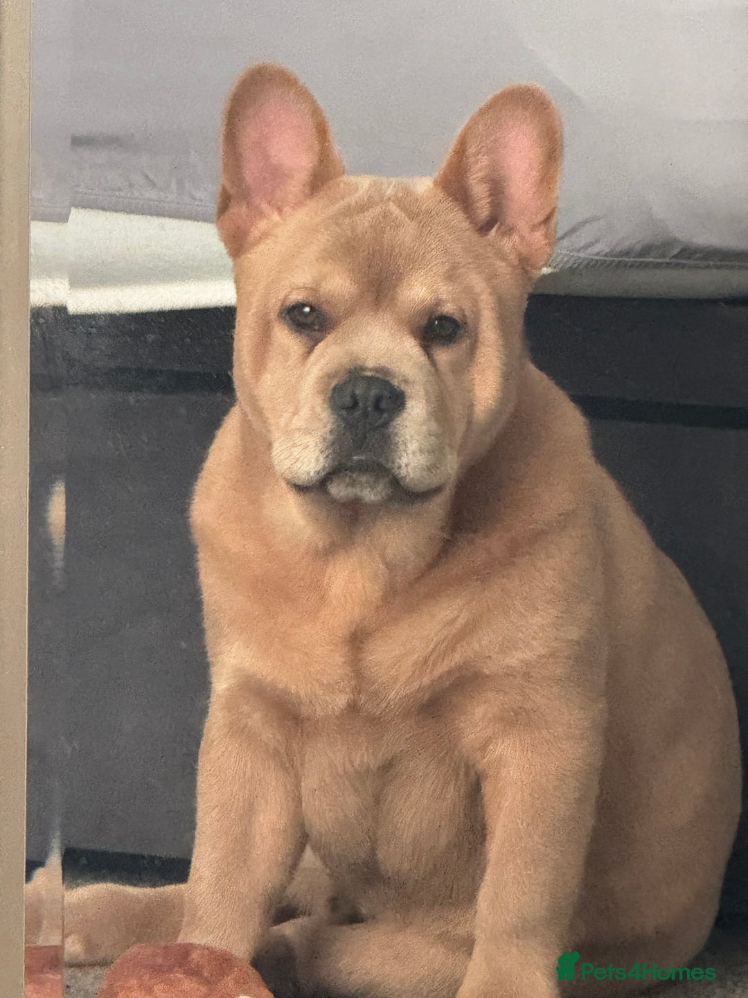 French Bulldog dogs for stud: STUNNING FRENCHIE X CHOW CHOW STUD 🐾🐶💙 - Image 1