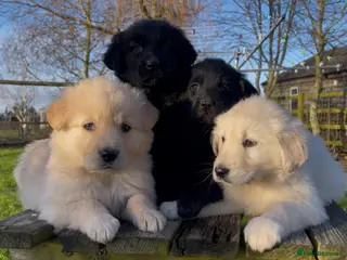 Mixed Breed dogs Golden Retriever X German Shepherd puppies - Advert 5