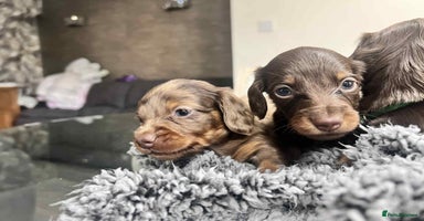 Miniature Dachshund dogs - Advert 13